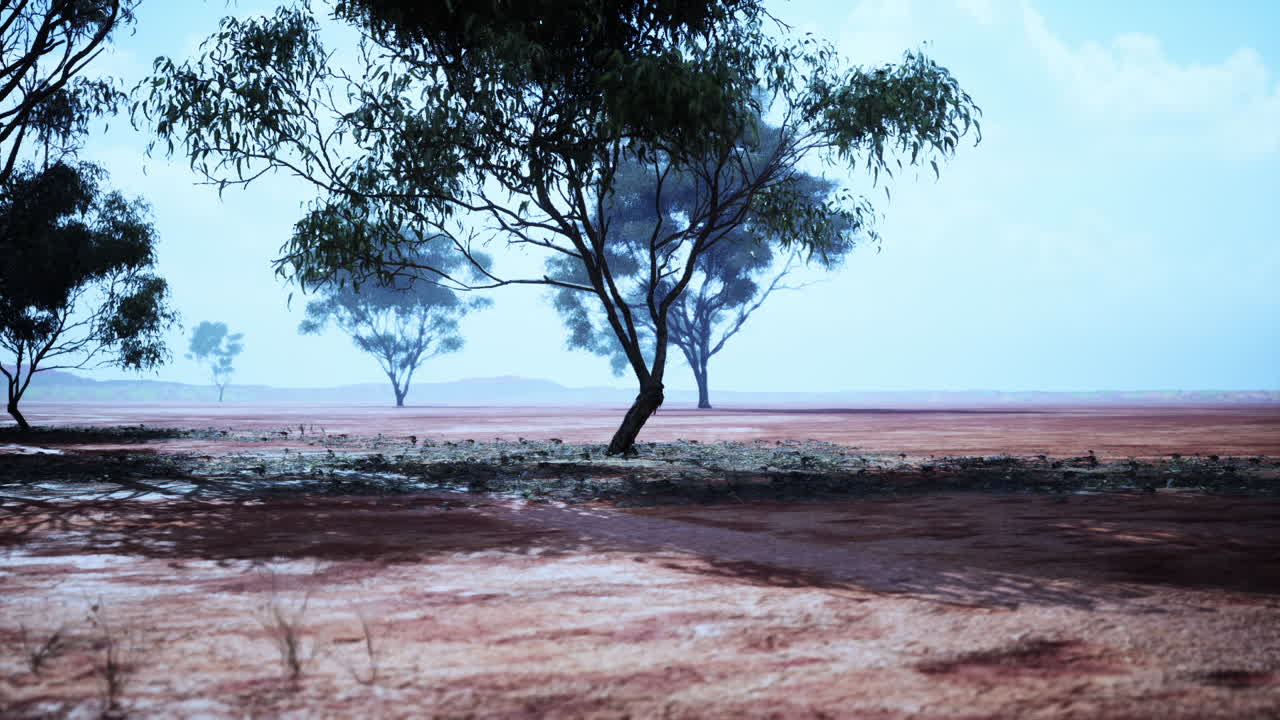 un campo de árboles en australia