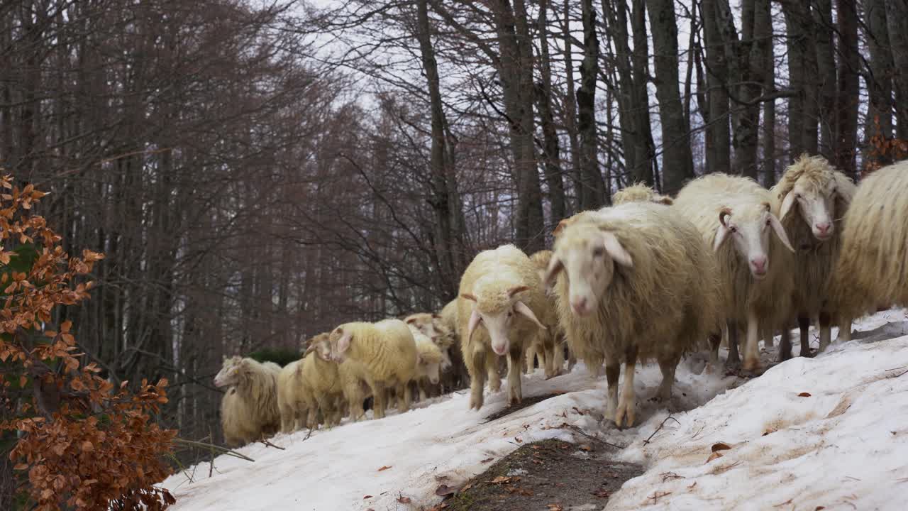 Lambs and sheep walking on snow through forest trees in winter