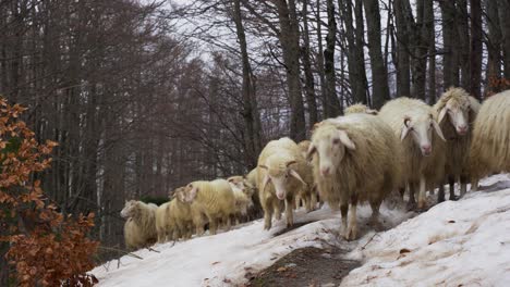 corderos y ovejas caminando sobre la nieve a través de los árboles del bosque en invierno