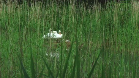 Una-Familia-De-Cisnes-Con-Sus-Polluelos-Sentados-En-Su-Nido