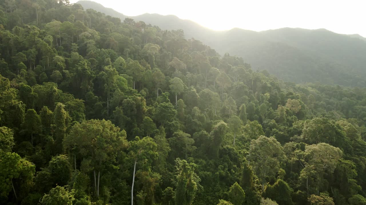 Aerial tracking shot of lush jungle rainforest at sunrise in Koh Chang, Thailand