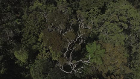 drone shot of a tropical jungle - zoom out shot
