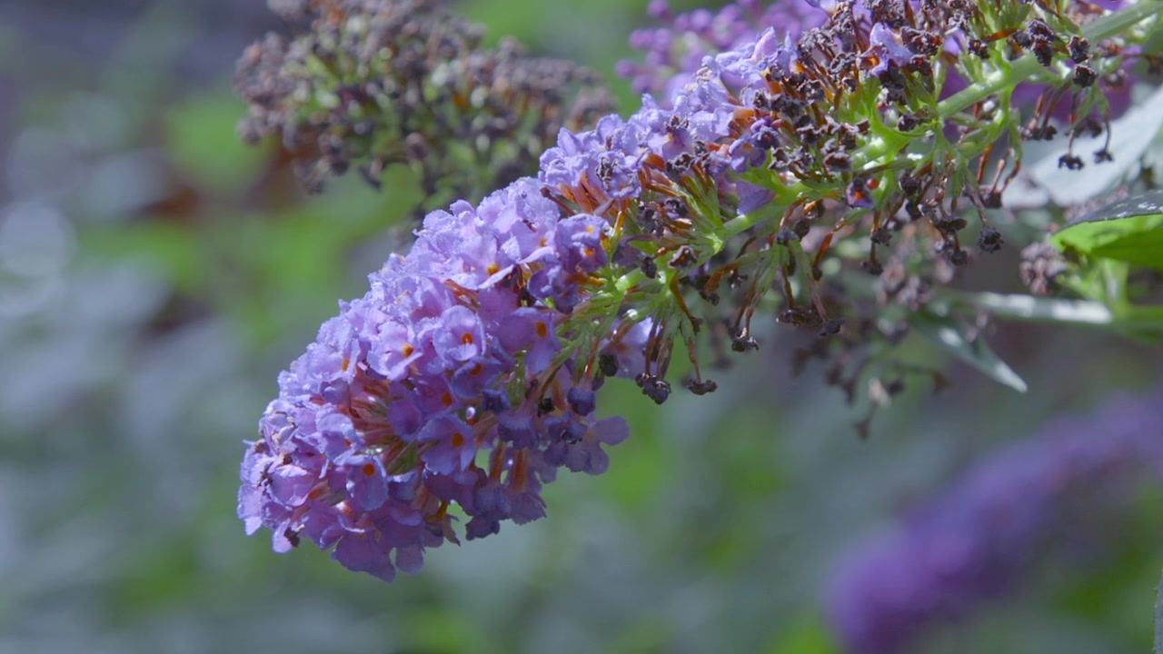 Detailed close-up of purple butterfly bush flower cluster with green leaves in a garden setting showcasing natural beauty and vibrant colors captivating scenes dynamic movement. Clip A