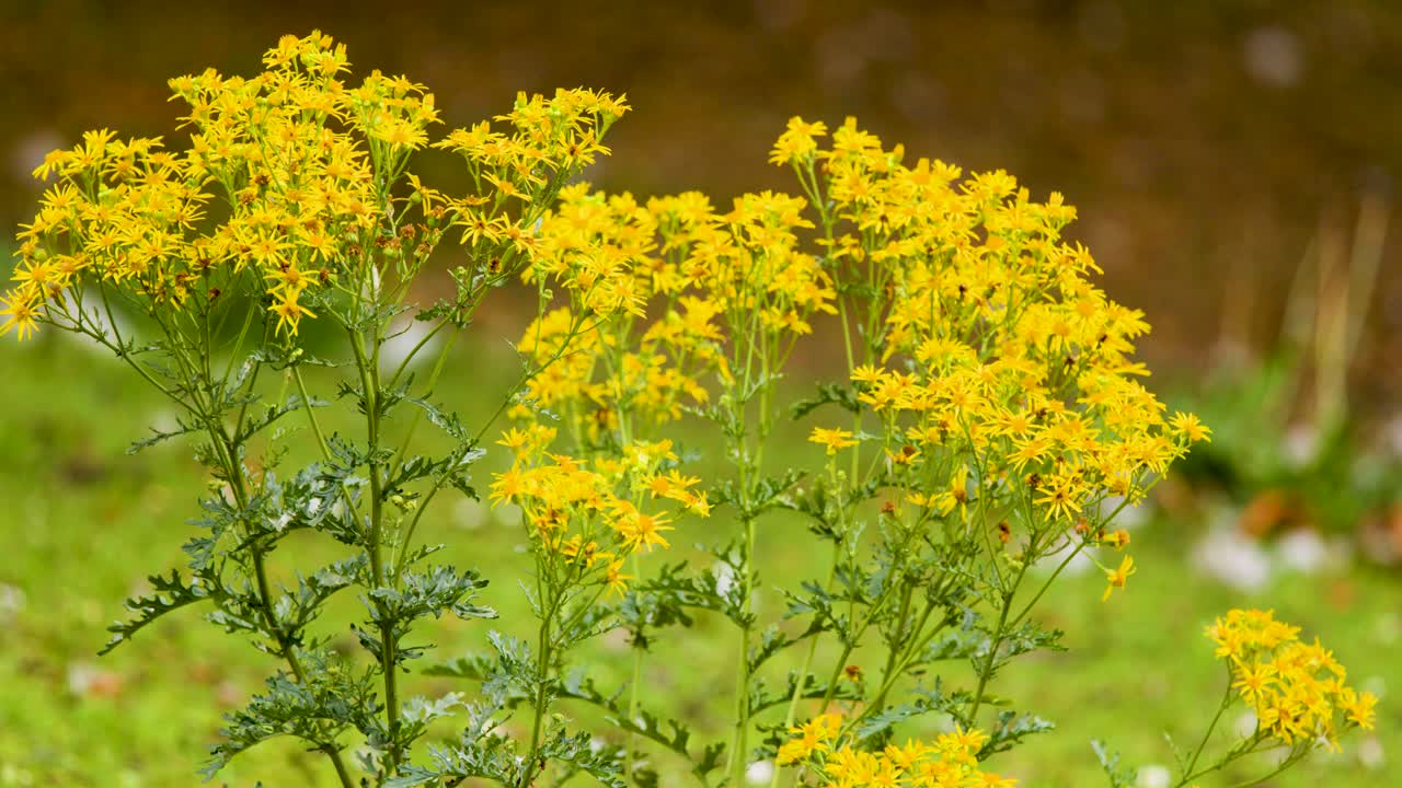 Packera anonyma yellow wildflowers gently swaying in daylight, shallow depth of field, natural setting