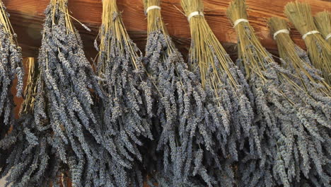 bunches of lavender flowers hanging and drying on wooden beam, close up