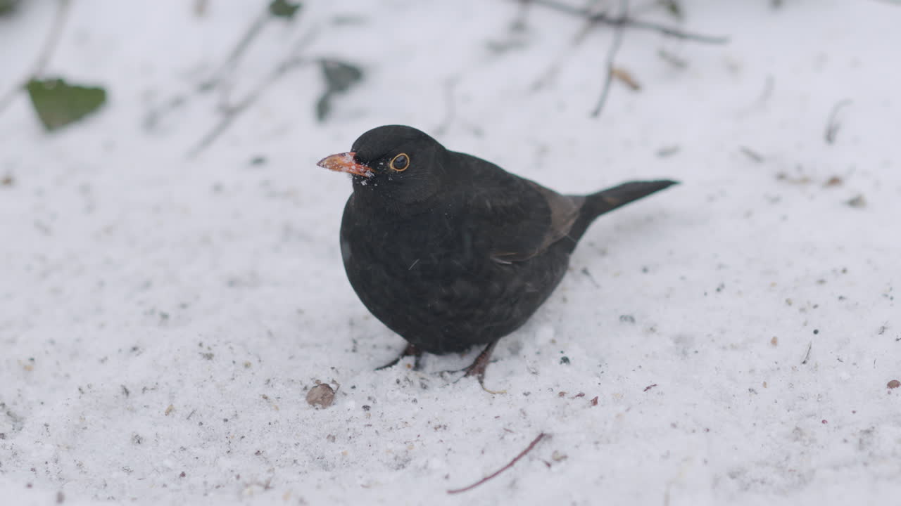 눈이 내리는 겨울 풍경에 있는 검은새. 근접 촬영