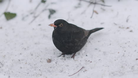 blackbird on a snowing winter landscape. close-up shot