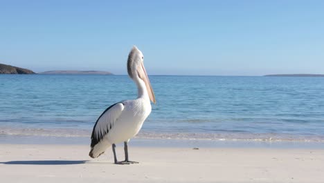 Un-Pelícano-Solitario-Se-Encuentra-En-Una-Playa-Tranquila