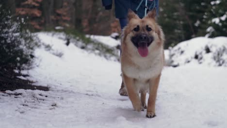 dog walking on snowy path in forest, female owner in background, front closeup view