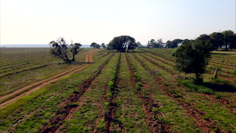 Aerial-view-of-rows-of-lush-green-crops