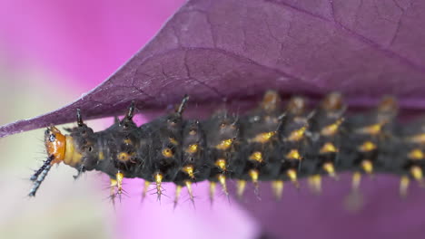 Makro-Einer-Schwarzen-Raupe-Mit-Gelben-Stacheln,-Die-Bunte-Blätter-Klettert-Und-Frisst-–-4K-Filmmaterial-Für-Hochwertige-Filmaufnahmen