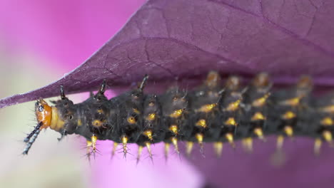 macro de oruga negra con púas amarillas trepando y comiendo hojas coloridas - material cinematográfico de alta calidad de 4.000 prores cinematográficos