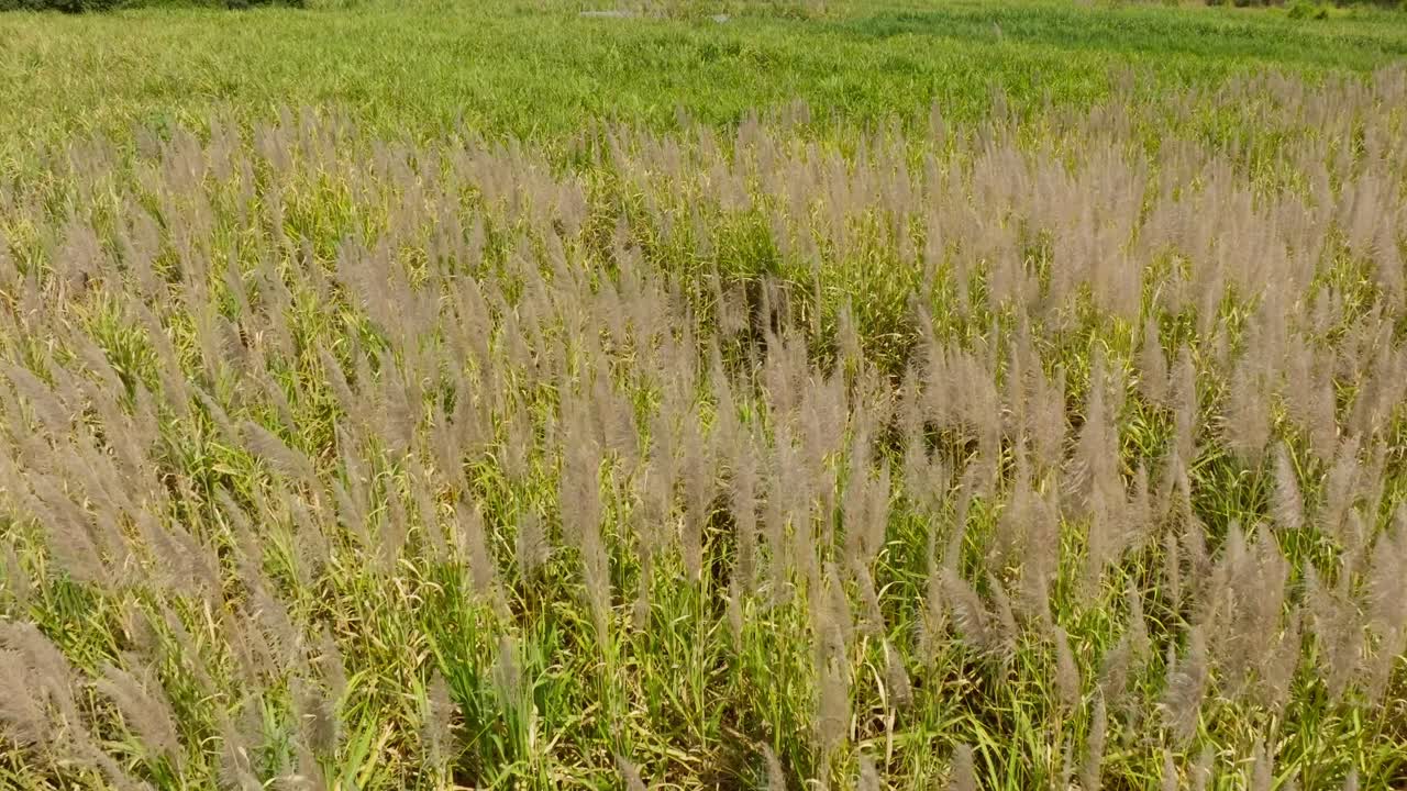 Sukkerrørplanter med blege blomstrende toppe på en tæt mark i skarpt dagslys, vinklet luftdolly