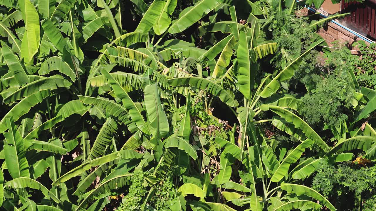 바나나 나무 가 자라는 하늘 의 모습