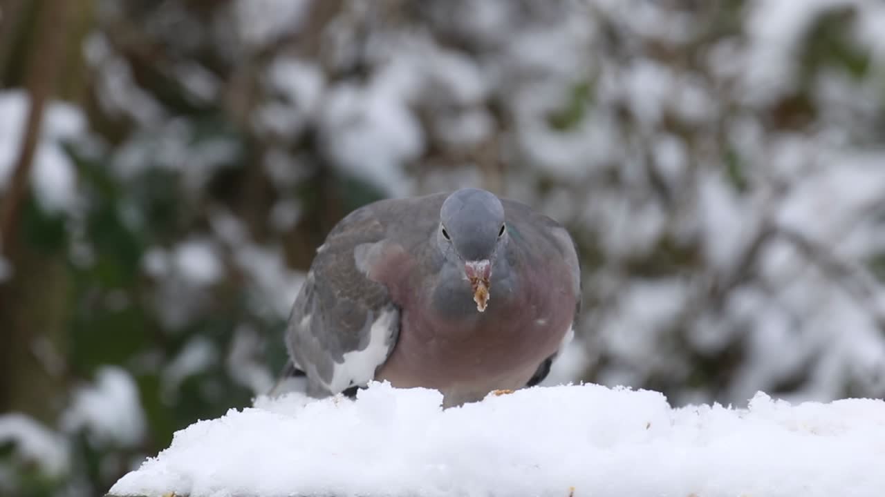 Juvenile Woodpigeon  Columba palumbus feeding on snow covered bird table. UK