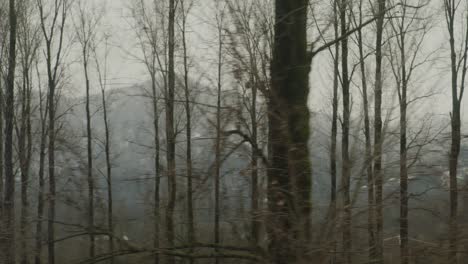 moving shot with trees in foreground and mountains in background