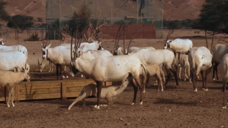 Close-up-shot-of-white-oryx-drinking-from-a-trough-while-a-young-drinks-its-mother's-milk