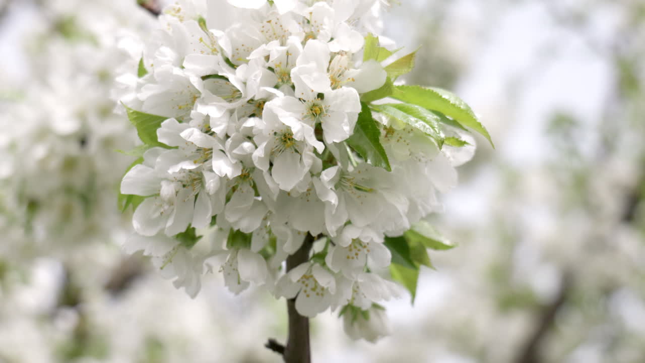 la flor del cerezo en un día soleado de primavera