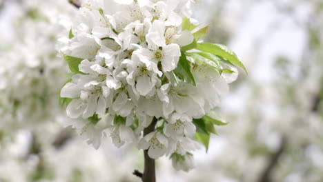 cherry bloom in a spring sunny day