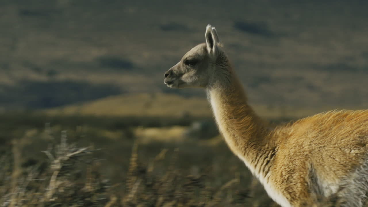 산 근처 평원에서 질주하는 갈색 라마