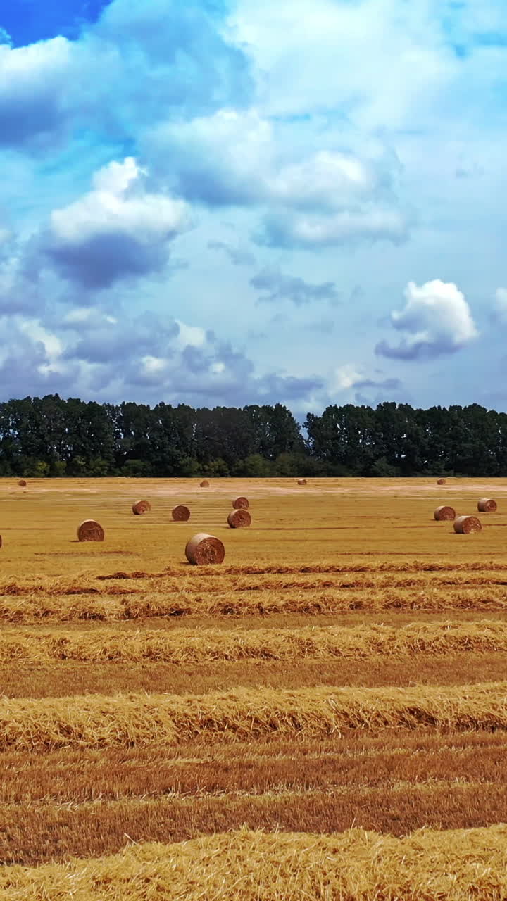 Agricultural field with many pressed bales in summer. Round fodder bales in the farmland. Yellow hay bundles for livestorck on the natural background. Vertical video