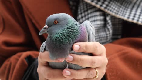 close-up of a pigeon being held in a person's hands