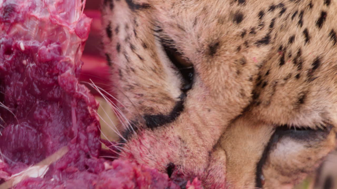 Extreme close up shot of a two cheetah's mouths feeding on a carcass