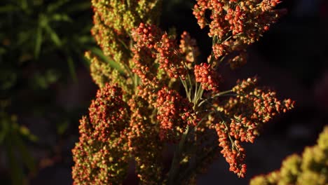 sorghum fields on farm grown for beer