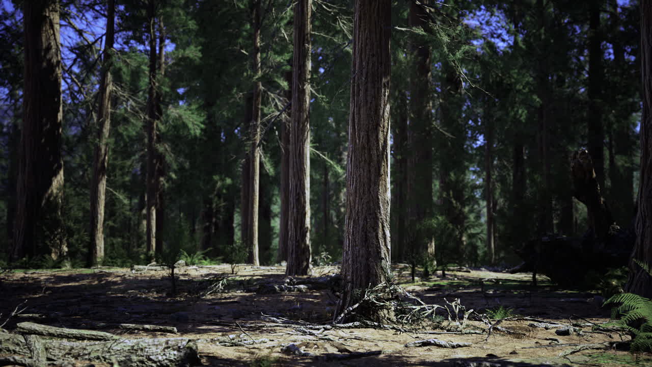 En mystisk lysning i skogen inviterer til utforskning under ruvende trær