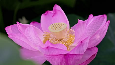 Hermosas-Flores-De-Loto-Rosa-En-Tokyo-Ueno