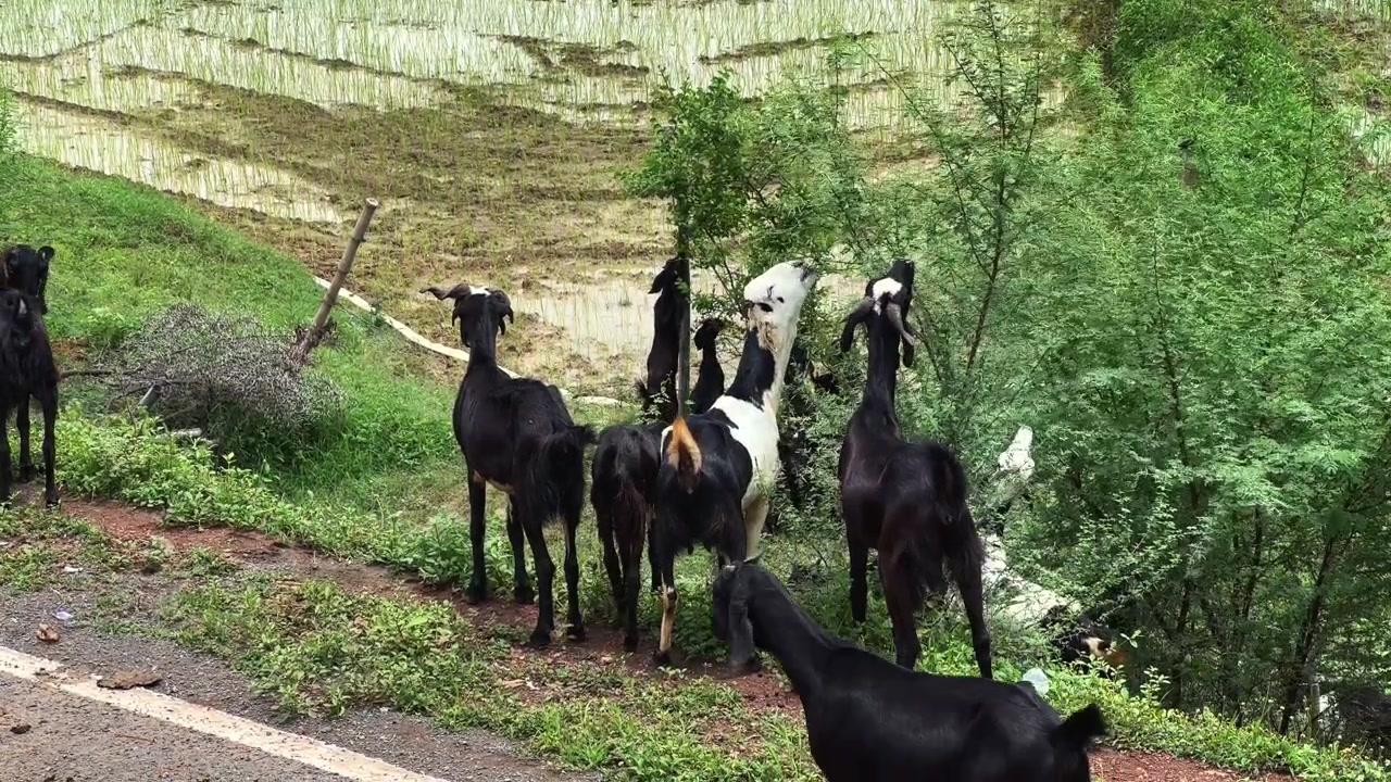 Capre che brucano rami frondosi a bordo strada accanto a campi coltivati in un paesaggio rurale durante il giorno.