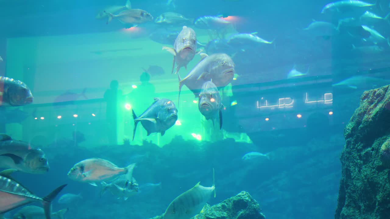 수족관 크 에 있는 물고기