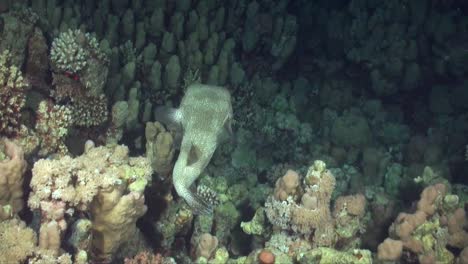 Porcupinefish-swimming-over-coral-reef-at-night