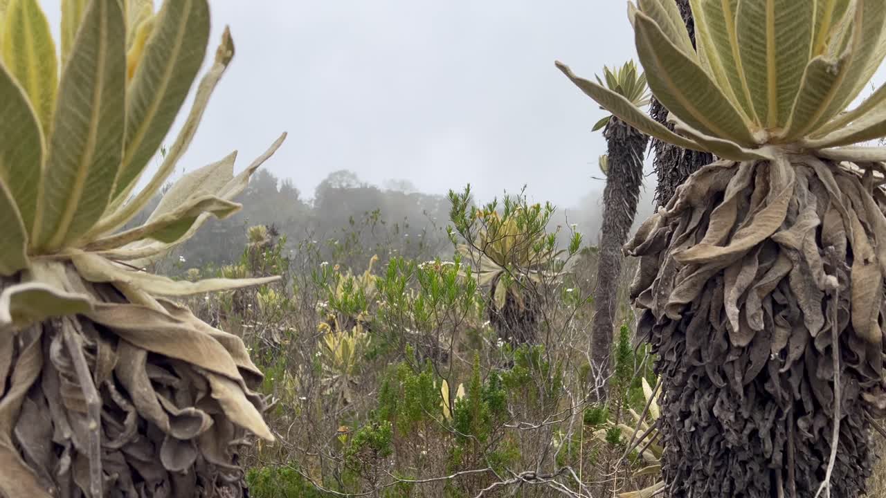 Typical vegetation with Espeletia in the Andes around P&aacute;ramo del Sol in Colombia