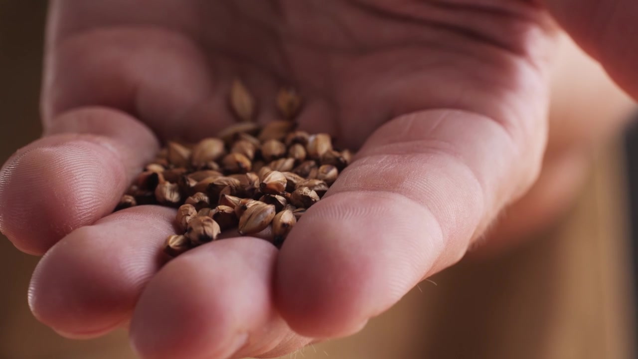 Primo piano di una mano che tiene chicchi d'orzo maltato
