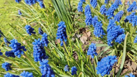 Blue flowers Grape hyacinth in meadow in spring