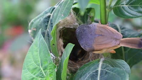 ashy wren warbler feeds young nestlings