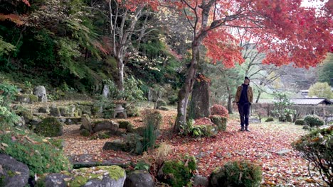 tourist standing in a colorful autumn zen garden in japan, surrounded by red maple leaves