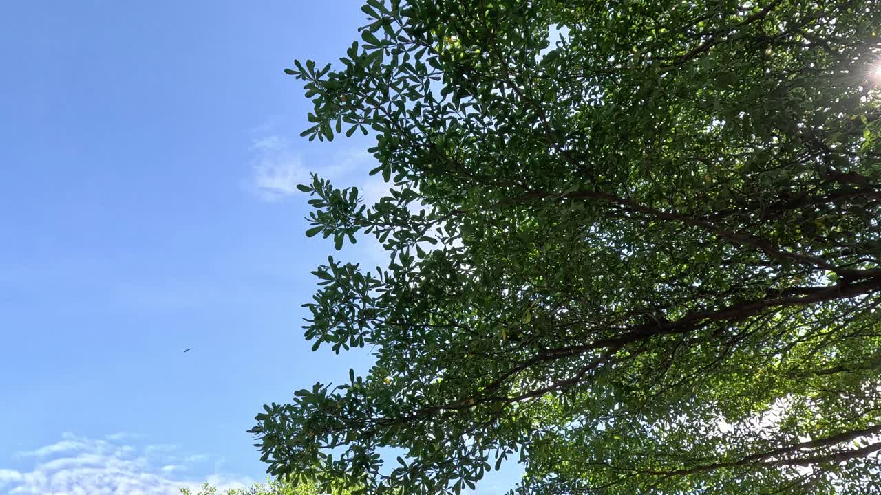 빛은 은 파란 하늘을 배경으로 잎을 통해 필터링됩니다.