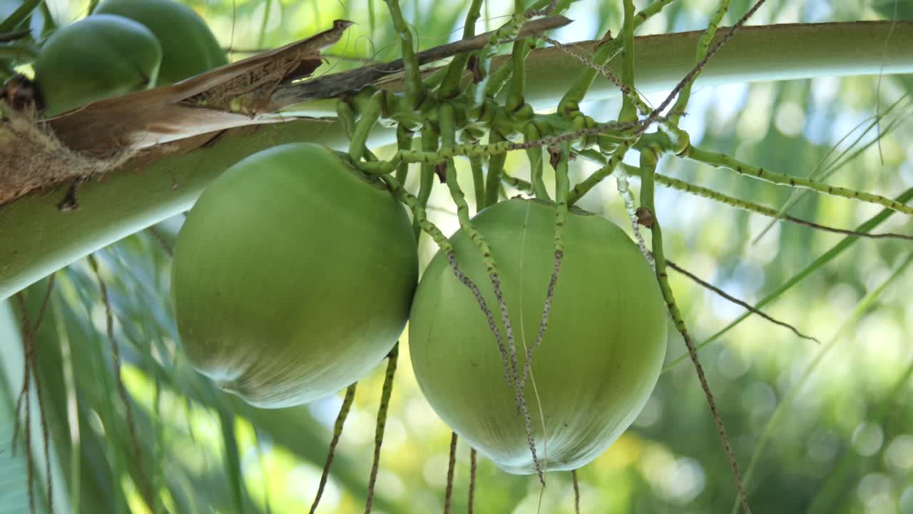 Fresh Green Coconuts Growing on a Palm Tree Hanging on a Branch in Cebu, Philippines
