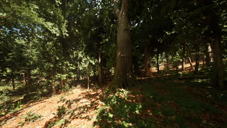 peaceful forest clearing with tall trees and dappled sunlight in midsummer