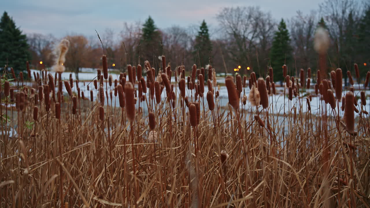 Schilfkolben wiegen sich im Winterwind neben einem zugefrorenen Teich mit frühlingshaften Farbtönen und klaren natürlichen Details. Seitliche Bewegung