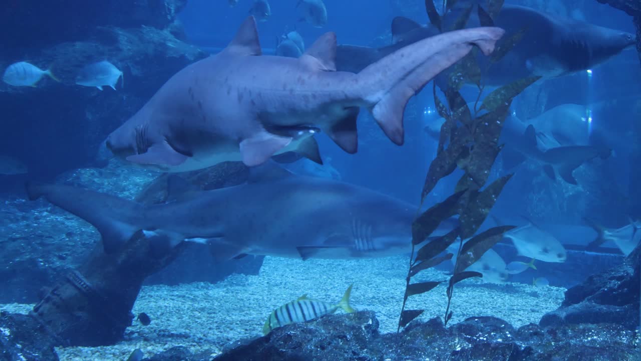 graciosa cabeza de martillo se desliza a través del agua entre los peces