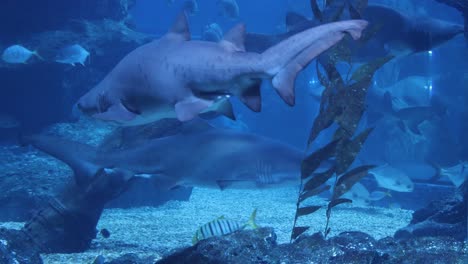 graceful hammerhead glides through water among fish