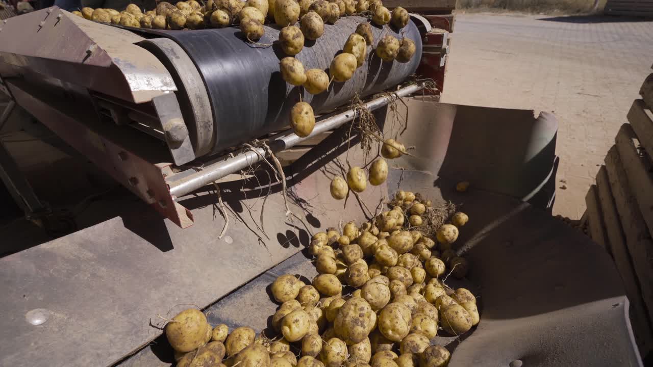 Potato separation process. Potatoes spilled on the conveyor belt are separated.