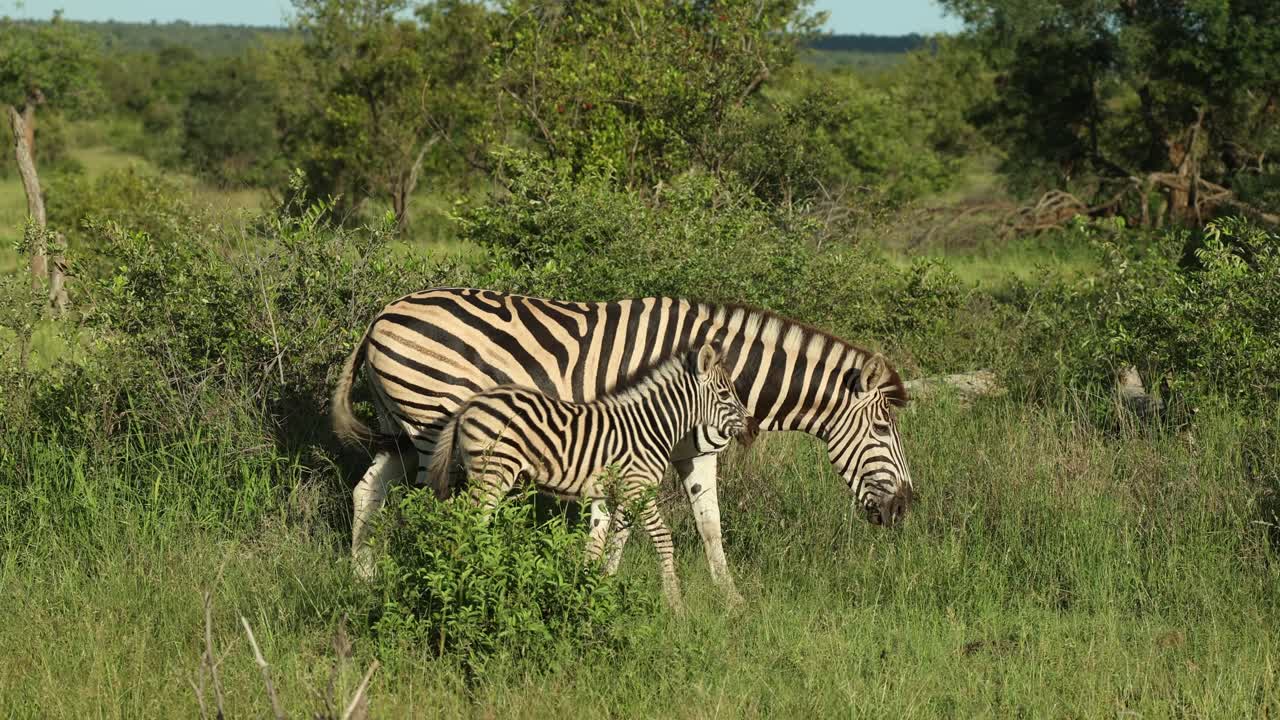 A cute zebra calf and its mother moving and feeding through the lush green grassland, Greater Kruger