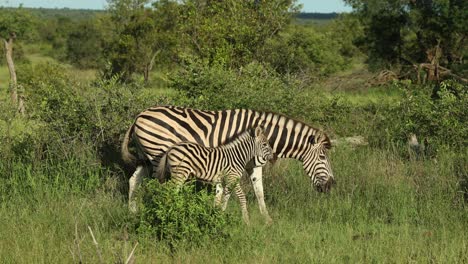 a cute zebra calf and its mother moving and feeding through the lush green grassland, greater kruger