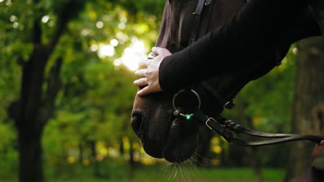 close up view of unrecognizable woman's hand stroking brown horse with white spot on forehead in park during sunny day holding