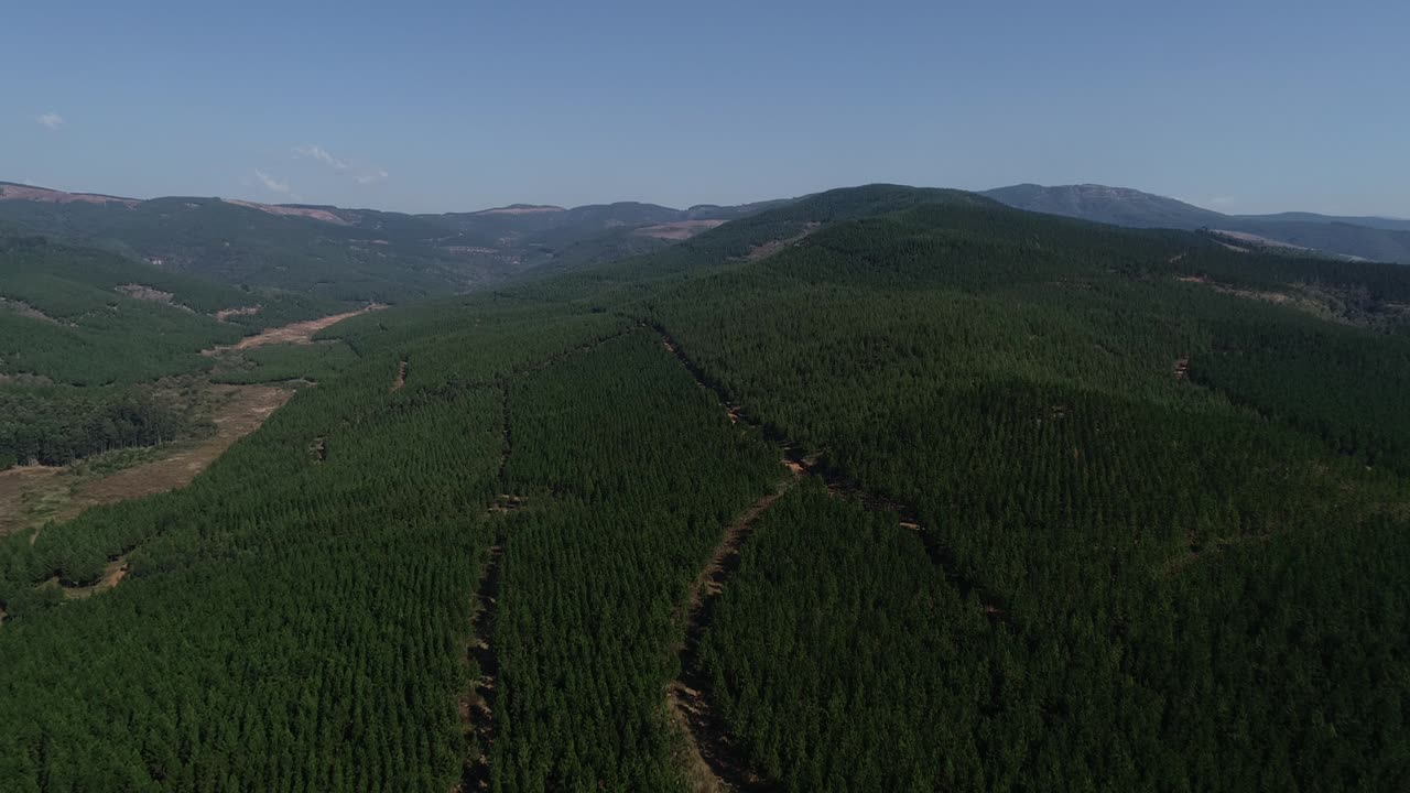 vistas aéreas de las plantaciones de pinos en las afueras de la ciudad de graskop en la provincia de mpumalanga en sudáfrica