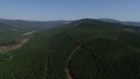 aerial views over the pine plantations outside the town of graskop in mpumalanga province of south africa